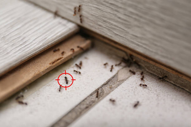 Best Flea Control Services  in Basalt, CO