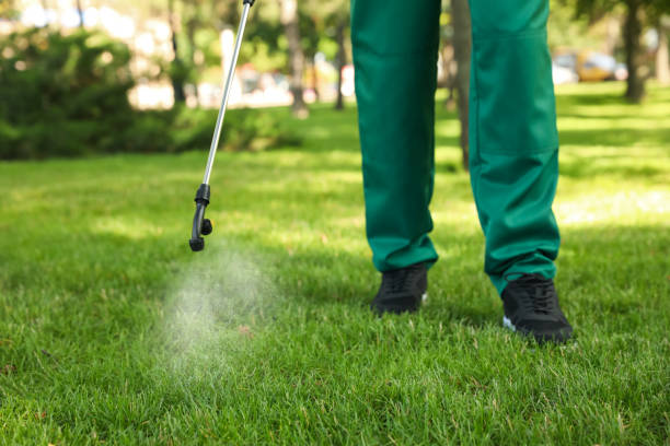 Wasp Removal Services in Basalt, CO
