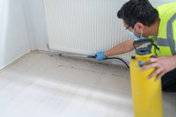 Best Cockroach Control Services  in Basalt, CO
